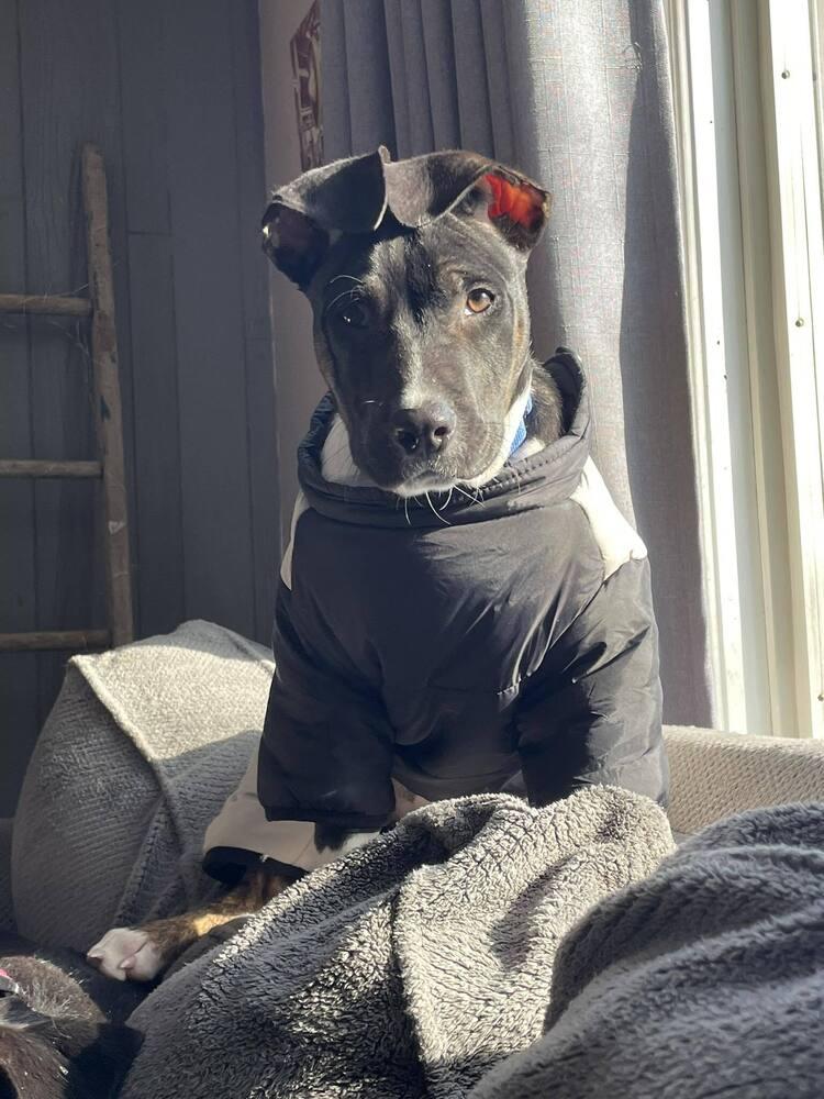 Jacks, a Adoptable mixed breed in Saugus, MA image 5/6