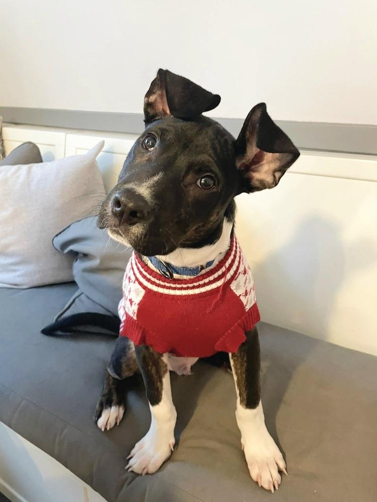 Jacks, a Adoptable mixed breed in Saugus, MA image 6/6