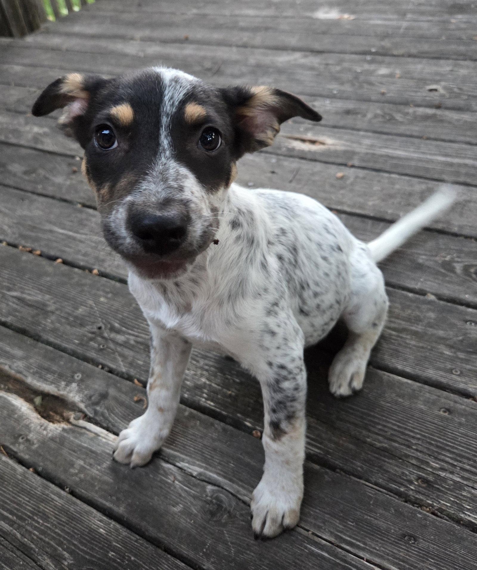 Enlarge Pokegama, a Adopted Australian Cattle Dog / Blue Heeler in Brooklyn Center, MN image 1/3