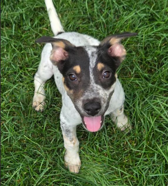 Enlarge Pokegama, a Adopted Australian Cattle Dog / Blue Heeler in Brooklyn Center, MN image 2/3