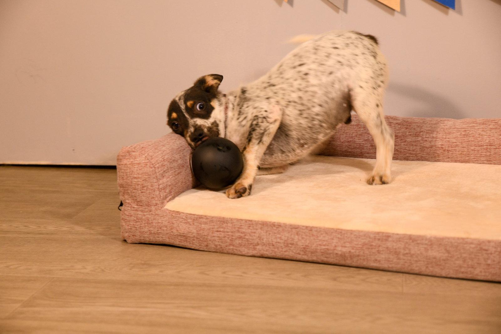 Enlarge Pokegama, a Adopted Australian Cattle Dog / Blue Heeler in Brooklyn Center, MN image 3/3