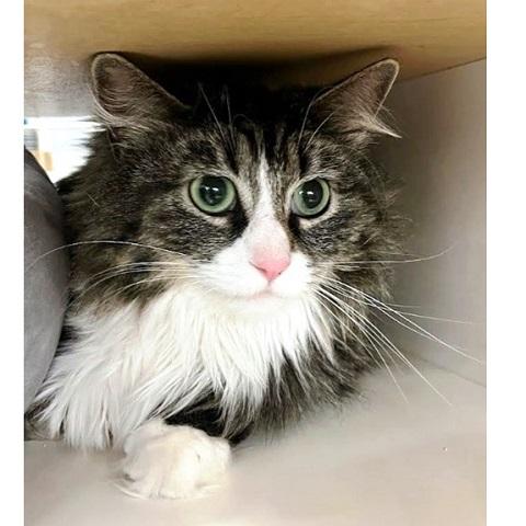 Enlarge Salem, an adoptable Tabby in Salt Lake City, UT image 1/1