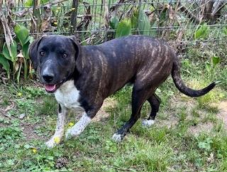 Enlarge Lando, a ADOPTABLE mixed breed in Warwick, RI image 4/6