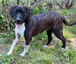Lando, ADOPTABLE, Puppy Male Black Mouth Cur.