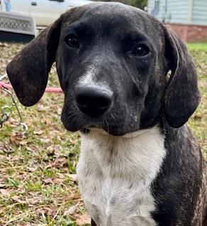 Enlarge Lando, a ADOPTABLE mixed breed in Warwick, RI image 2/6