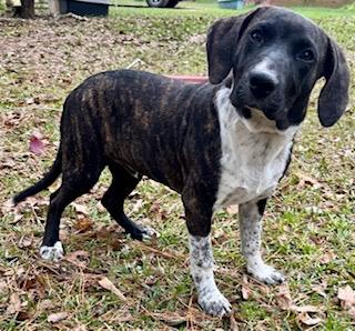 Enlarge Lando, a ADOPTABLE mixed breed in Warwick, RI image 3/6