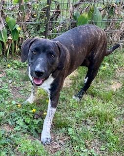 Enlarge Lando, a ADOPTABLE mixed breed in Warwick, RI image 5/6