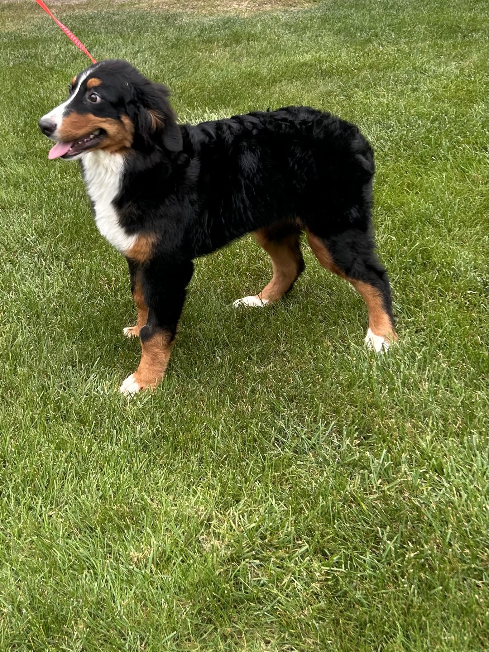 Enlarge RIPLEY, a Adoptable Bernese Mountain Dog in Elyria, OH image 3/5