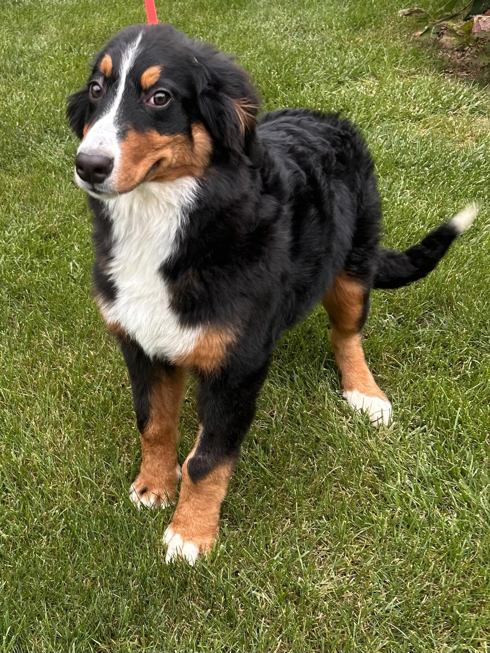 Enlarge RIPLEY, a Adoptable Bernese Mountain Dog in Elyria, OH image 4/5