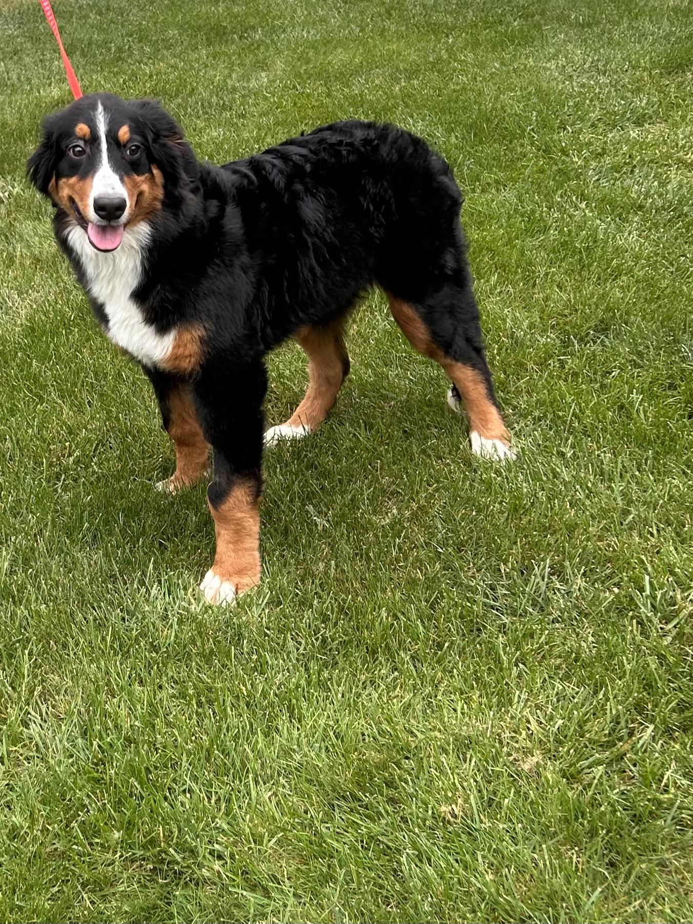 Enlarge RIPLEY, a Adoptable Bernese Mountain Dog in Elyria, OH image 2/5