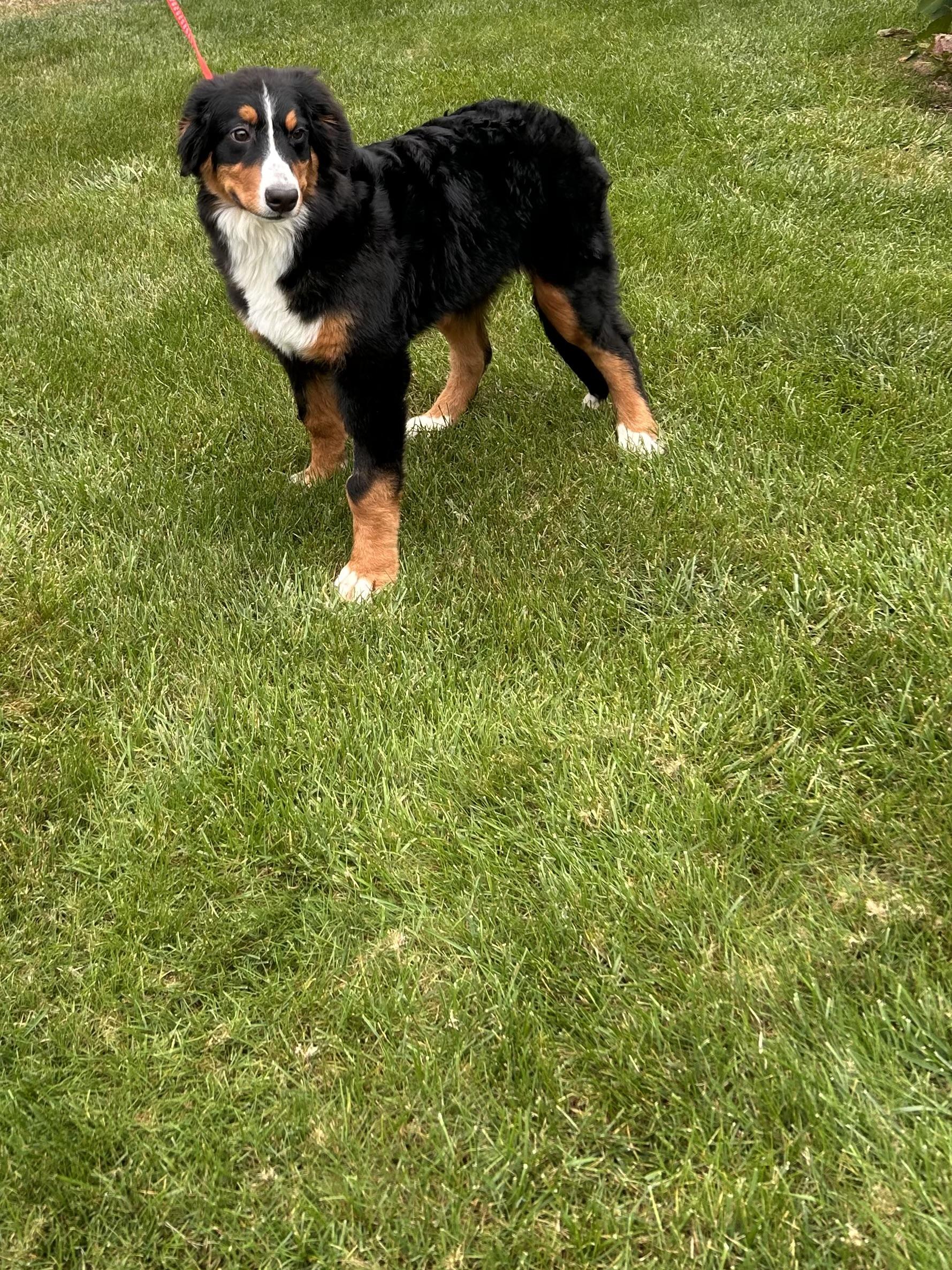 Enlarge RIPLEY, a Adoptable Bernese Mountain Dog in Elyria, OH image 5/5