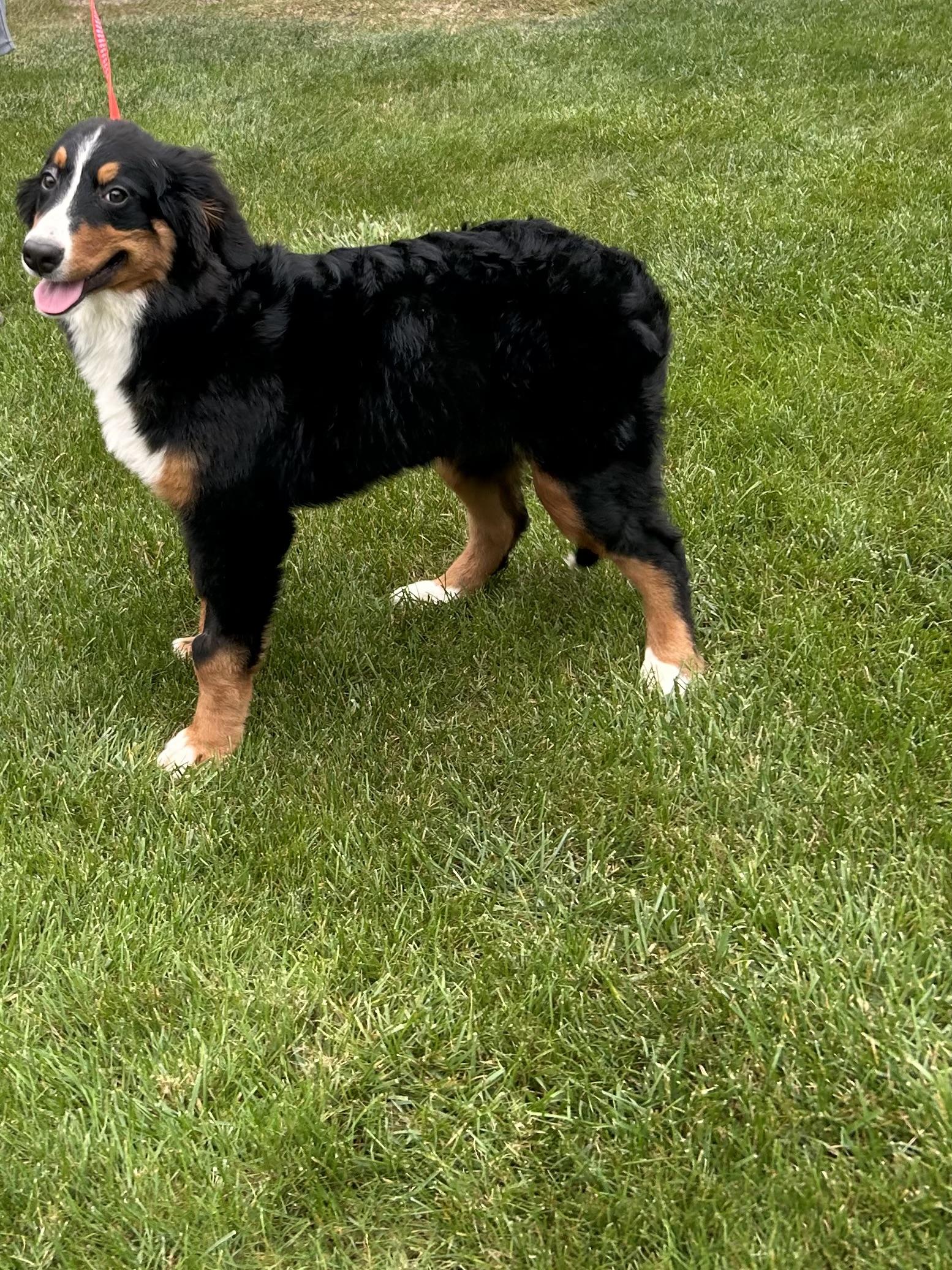 Enlarge RIPLEY, a Adoptable Bernese Mountain Dog in Elyria, OH image 1/5