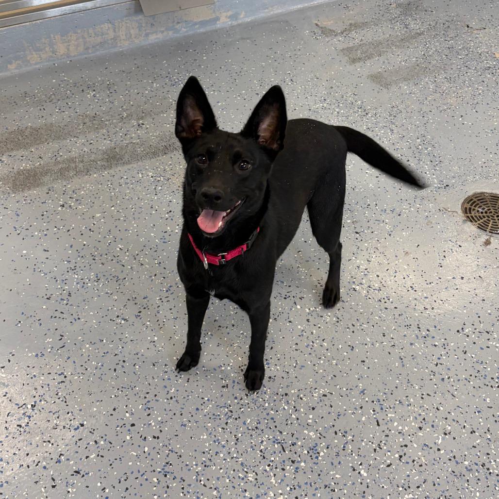 Anastasia - Pronature Pal!, Adoptable, Adult Female Mixed Breed.