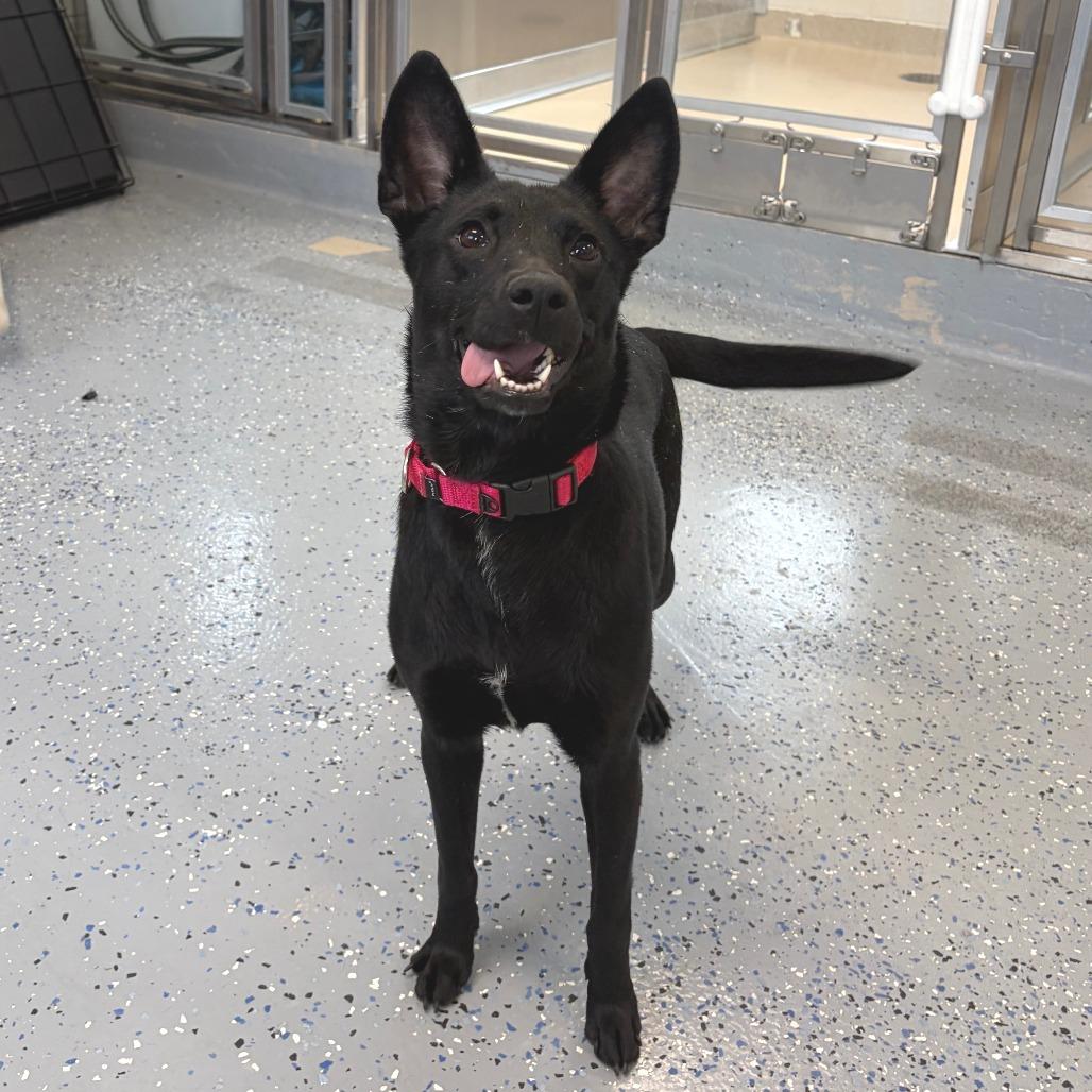 Enlarge Anastasia - Pronature Pal!, a Adoptable Mixed Breed in Morrisville, VT image 1/6