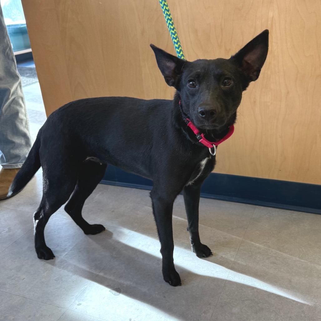 Enlarge Anastasia - Pronature Pal!, a Adoptable Mixed Breed in Morrisville, VT image 2/6