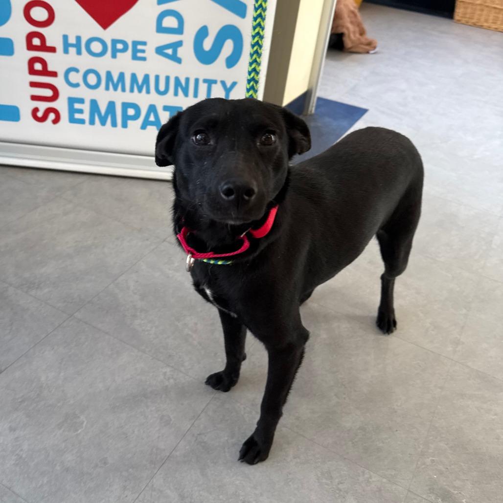 Enlarge Anastasia - Pronature Pal!, a Adoptable Mixed Breed in Morrisville, VT image 3/6