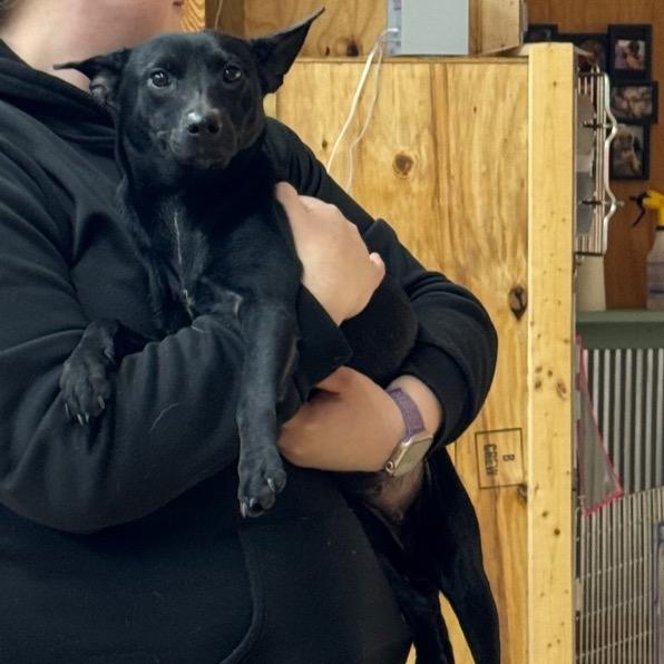 Enlarge Anastasia - Pronature Pal!, a Adoptable Mixed Breed in Morrisville, VT image 4/6