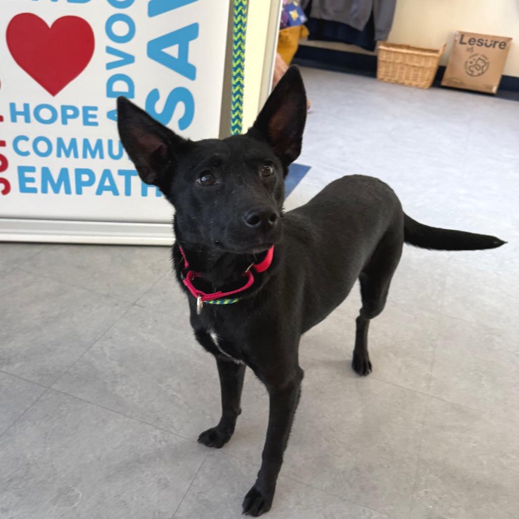 Enlarge Anastasia - Pronature Pal!, a Adoptable Mixed Breed in Morrisville, VT image 5/6