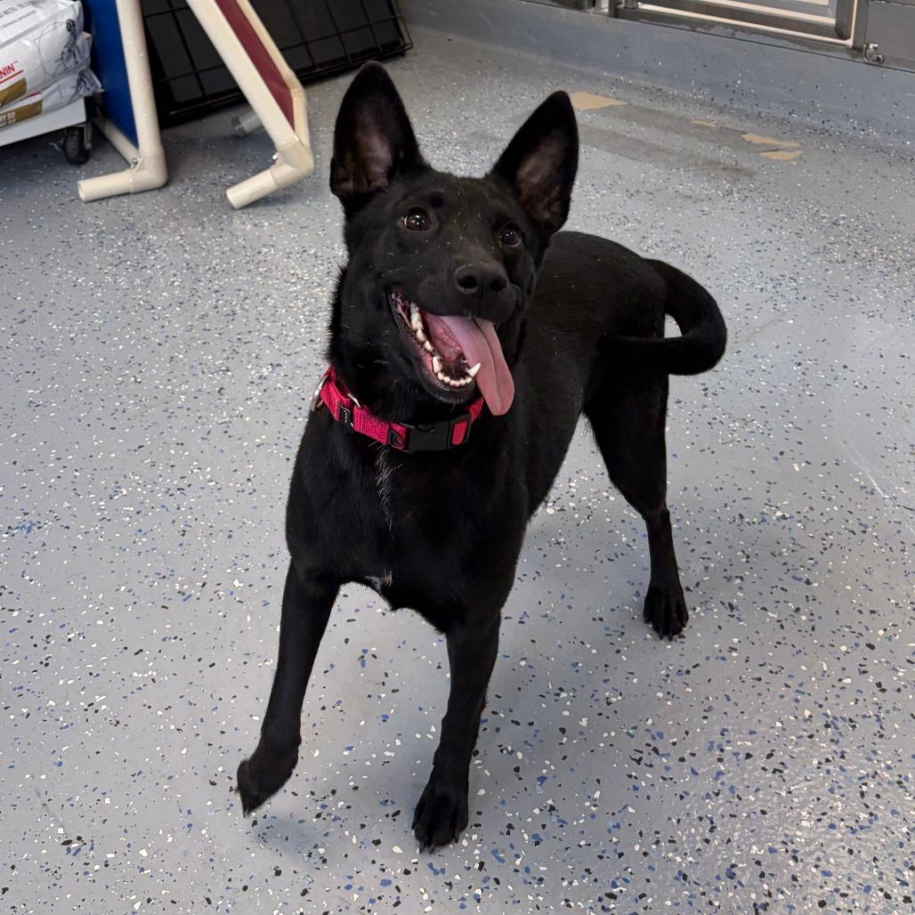 Enlarge Anastasia - Pronature Pal!, a Adoptable Mixed Breed in Morrisville, VT image 6/6