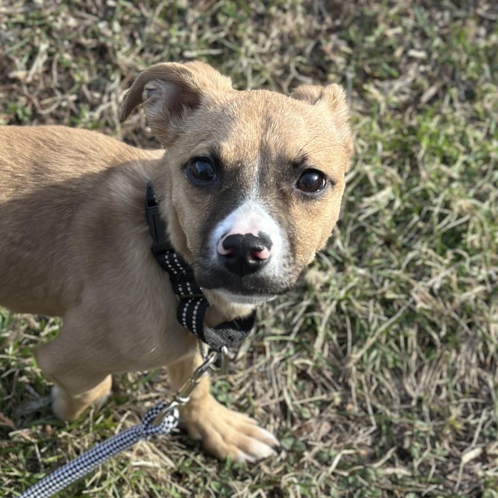 Cheddar, Adoptable, Young Male Mixed Breed.