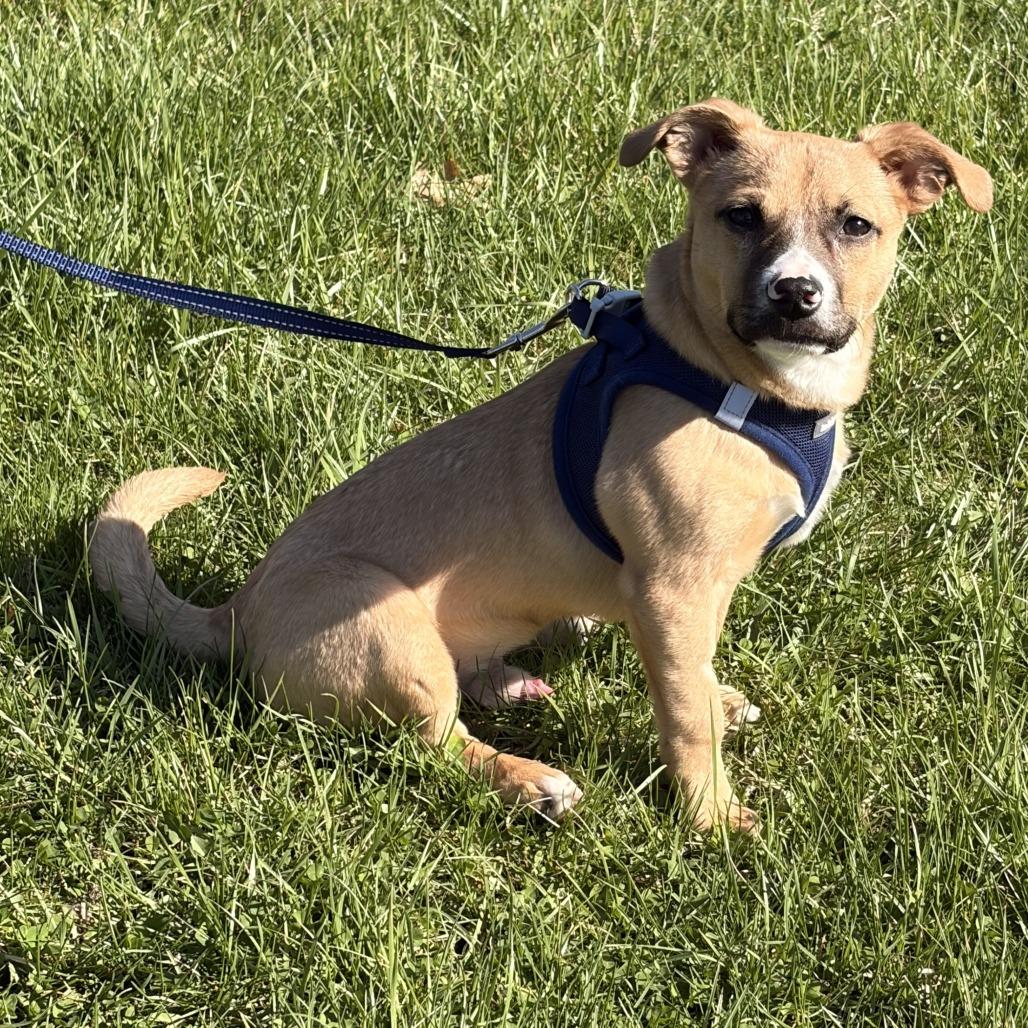 Enlarge Cheddar, a Adoptable Mixed Breed in Hinsdale, IL image 3/3