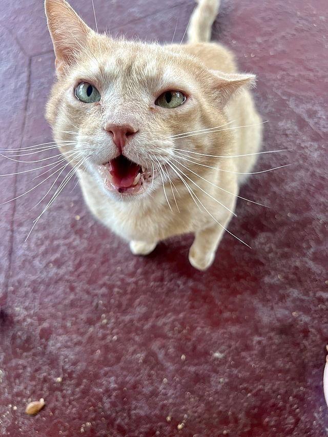 Garfield K, Adoptable, Adult Male Domestic Short Hair.