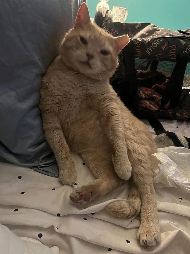 Enlarge Garfield K, a Adoptable Domestic Short Hair in Tampa, FL image 2/2