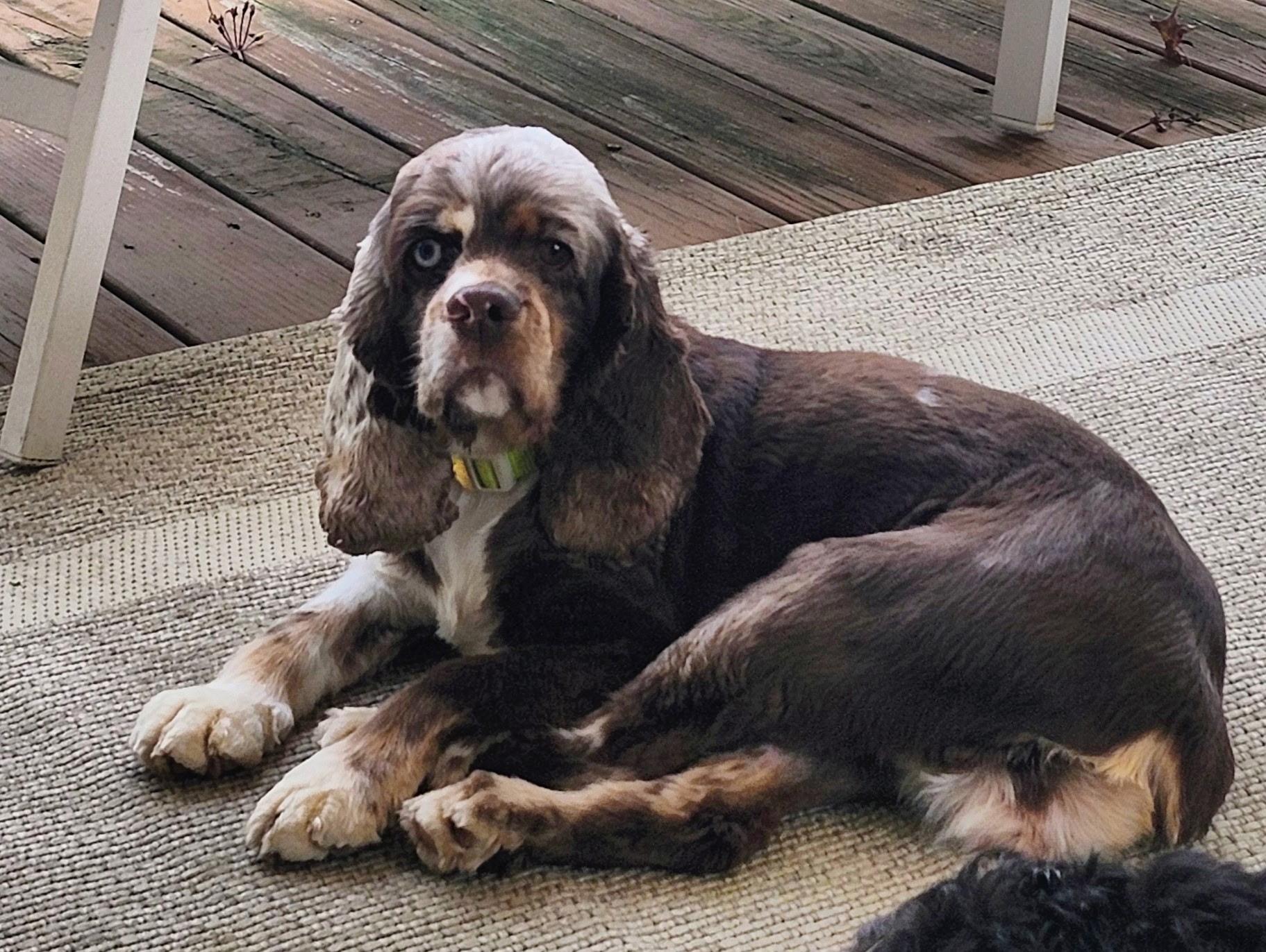 Enlarge Remy, a Adopted Cocker Spaniel in Franklinville, NJ image 1/1