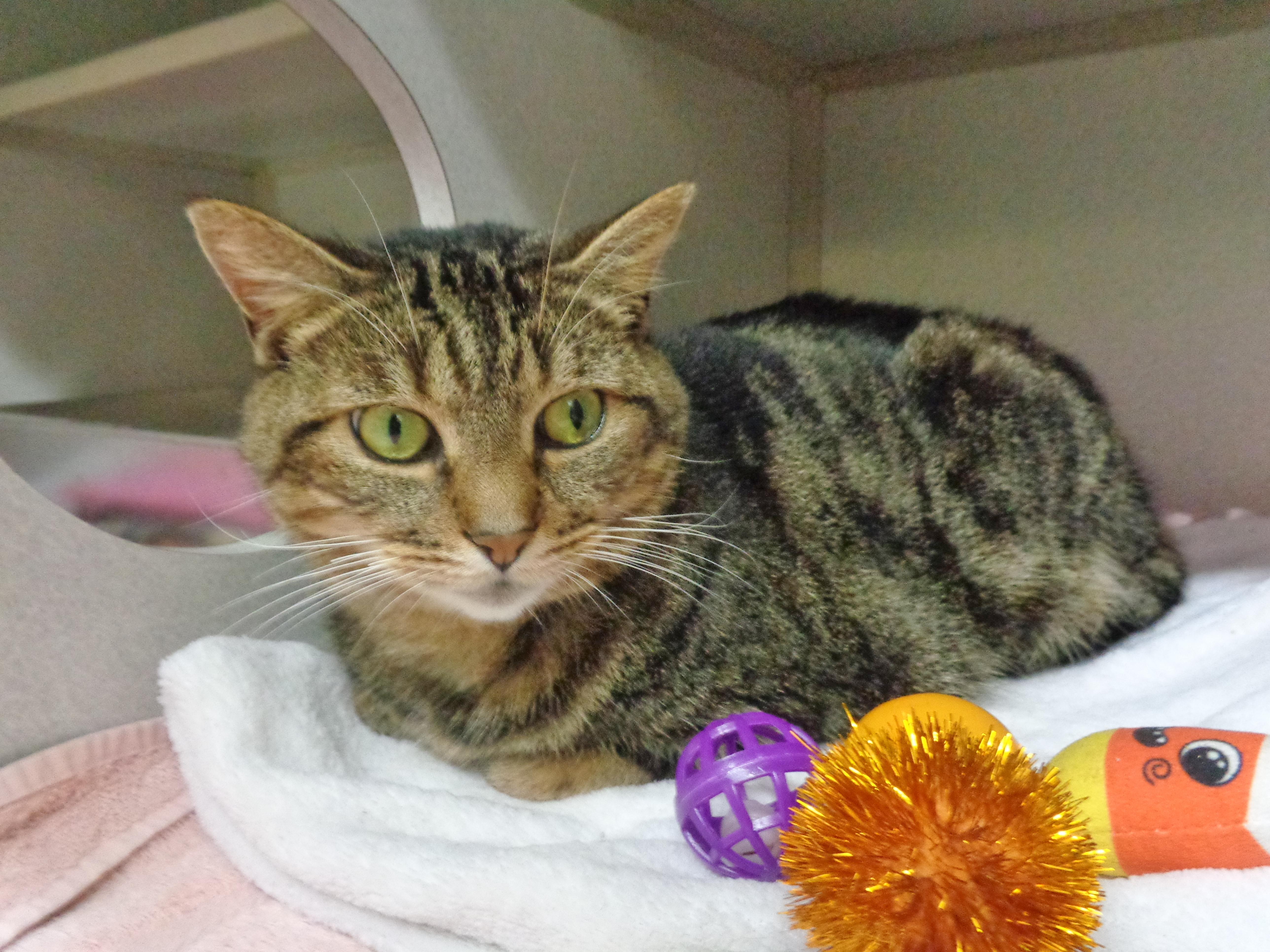 Enlarge URSA, a Adoptable Tiger in Delhi, NY image 4/5