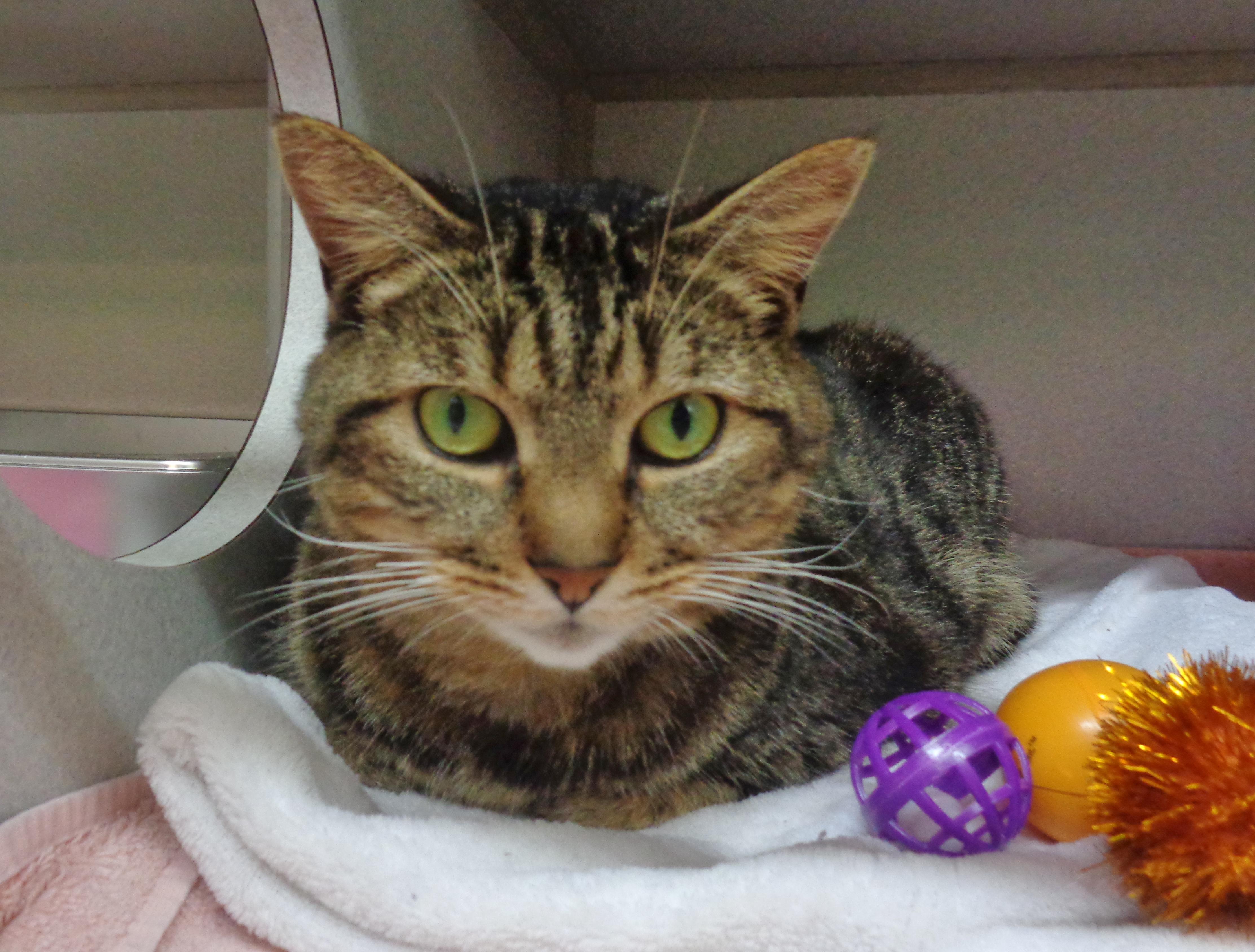 Enlarge URSA, a Adoptable Tiger in Delhi, NY image 2/5