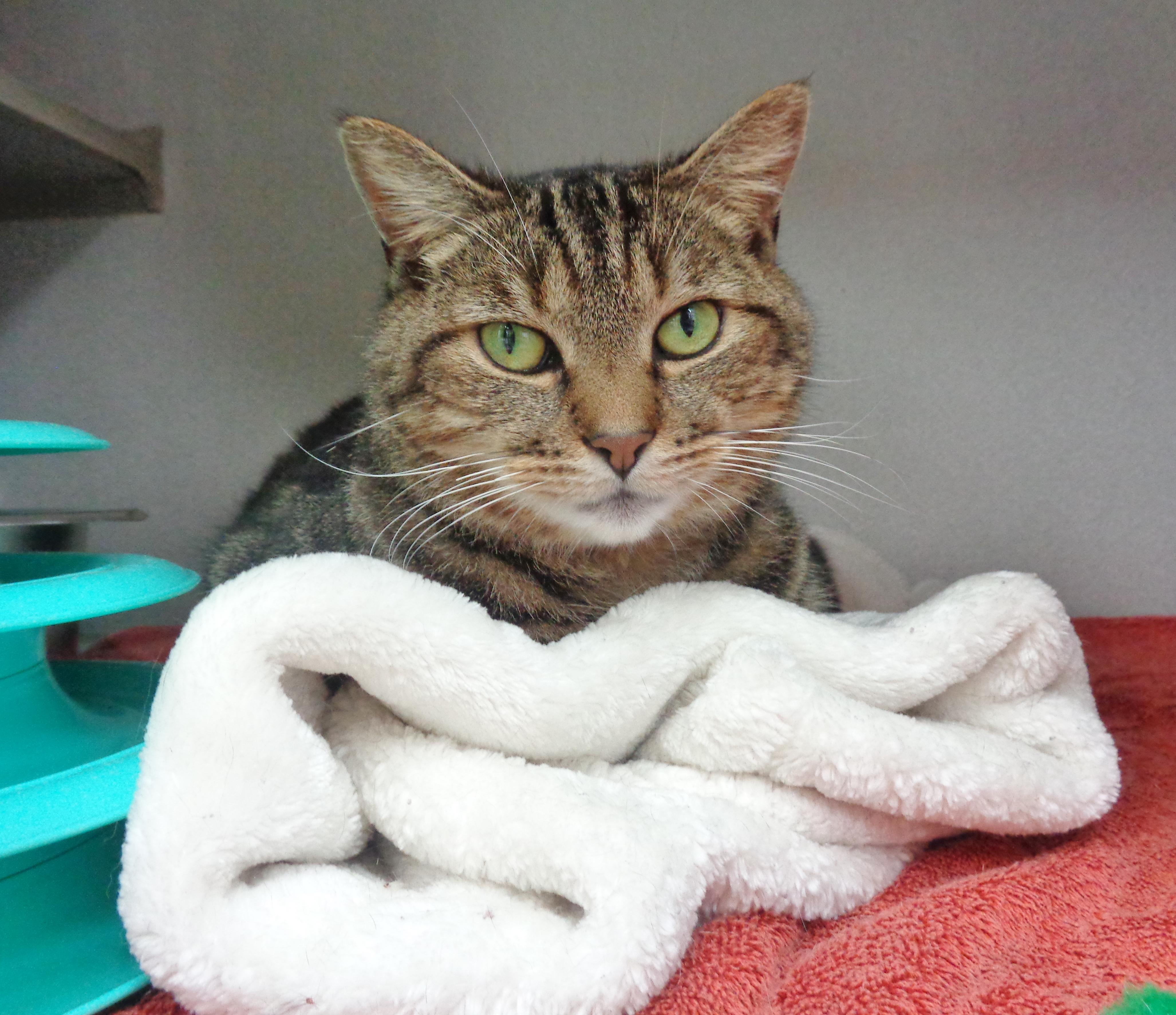 Enlarge URSA, a Adoptable Tiger in Delhi, NY image 3/5