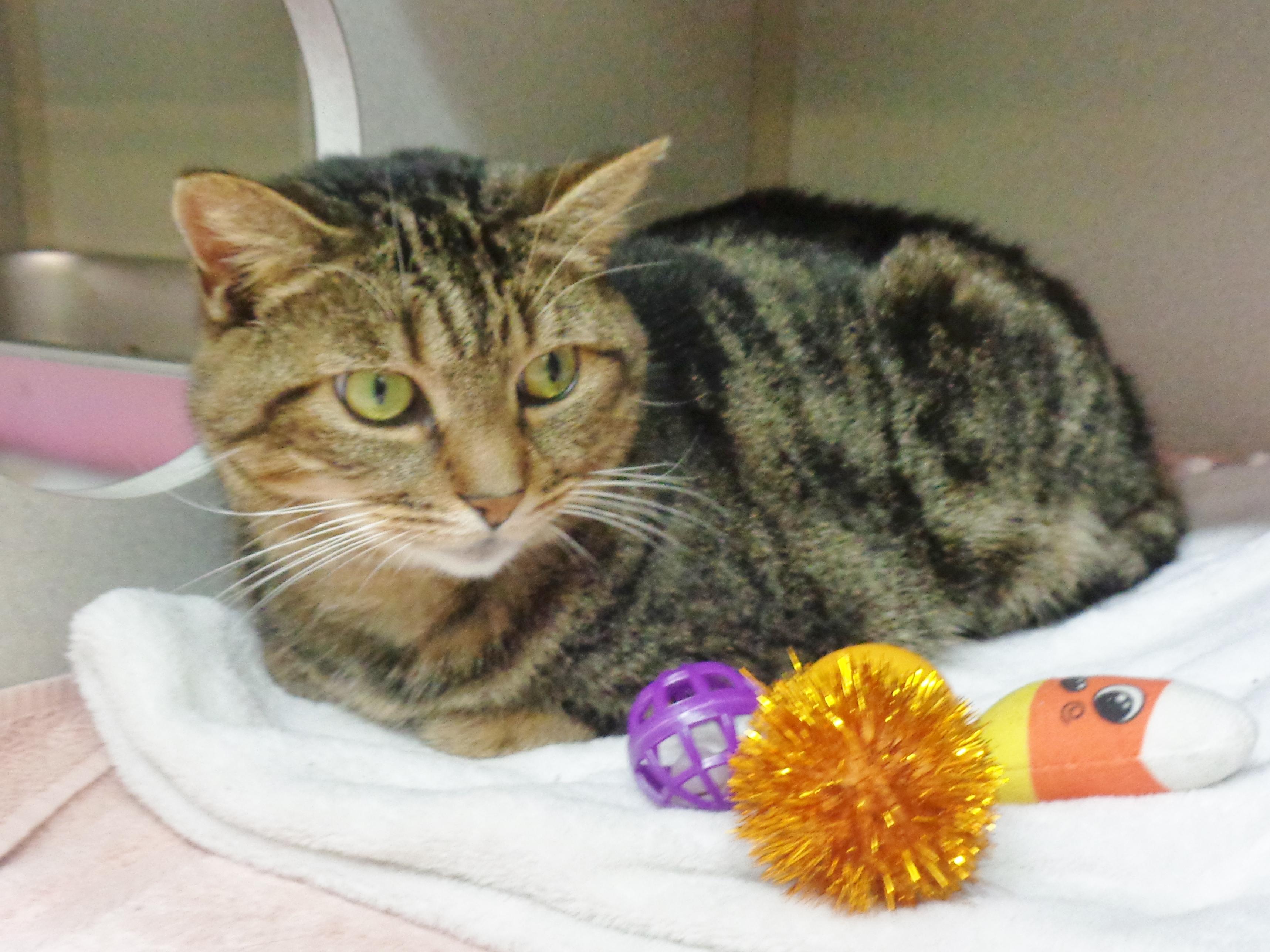 Enlarge URSA, a Adoptable Tiger in Delhi, NY image 5/5