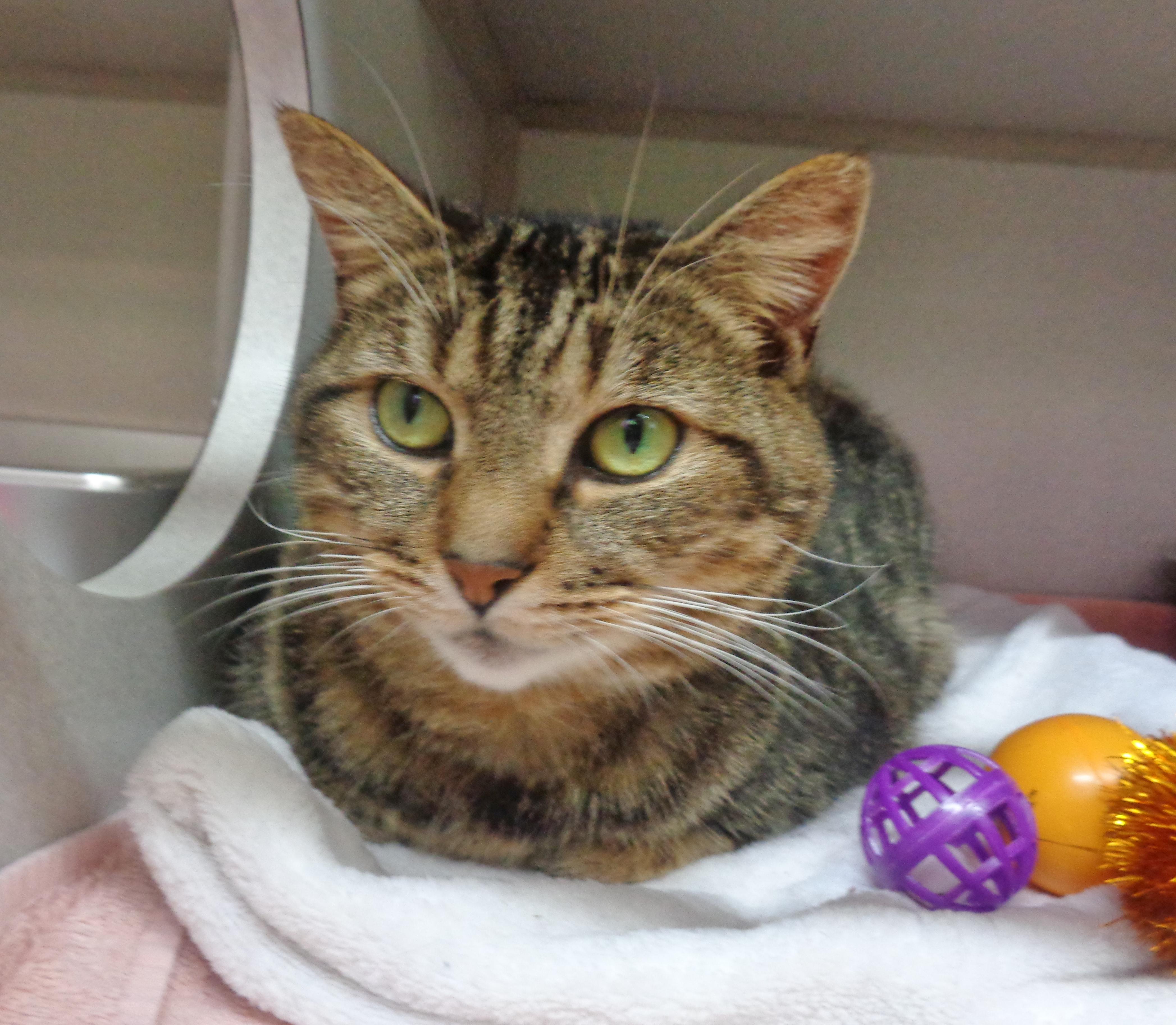 URSA, Adoptable, Young Female Tiger.