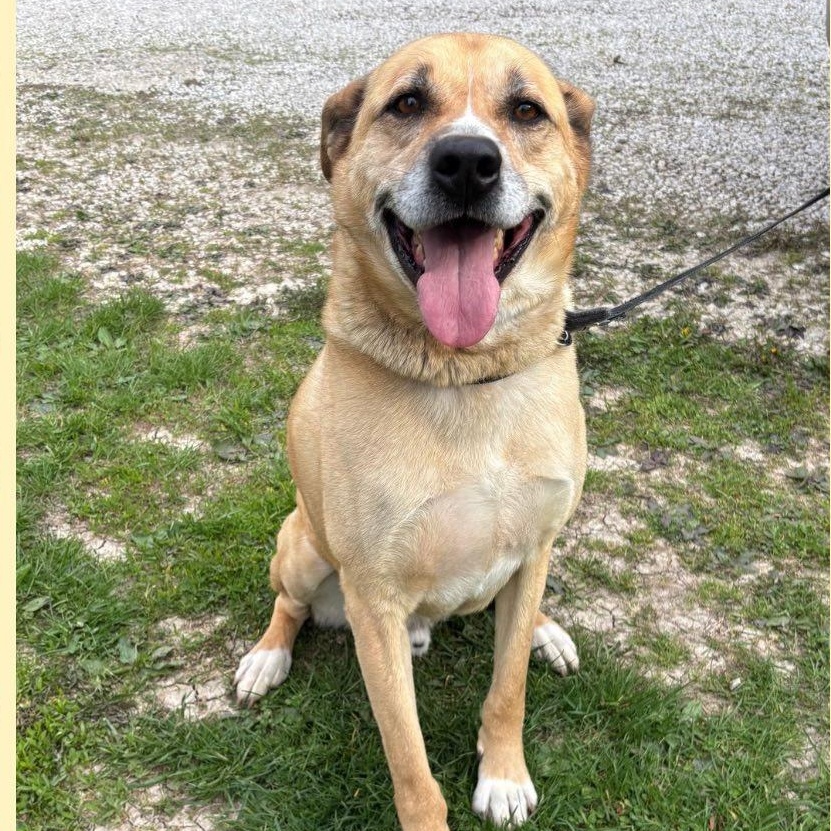 Boris, Adoptable, Young Male Pit Bull Terrier.