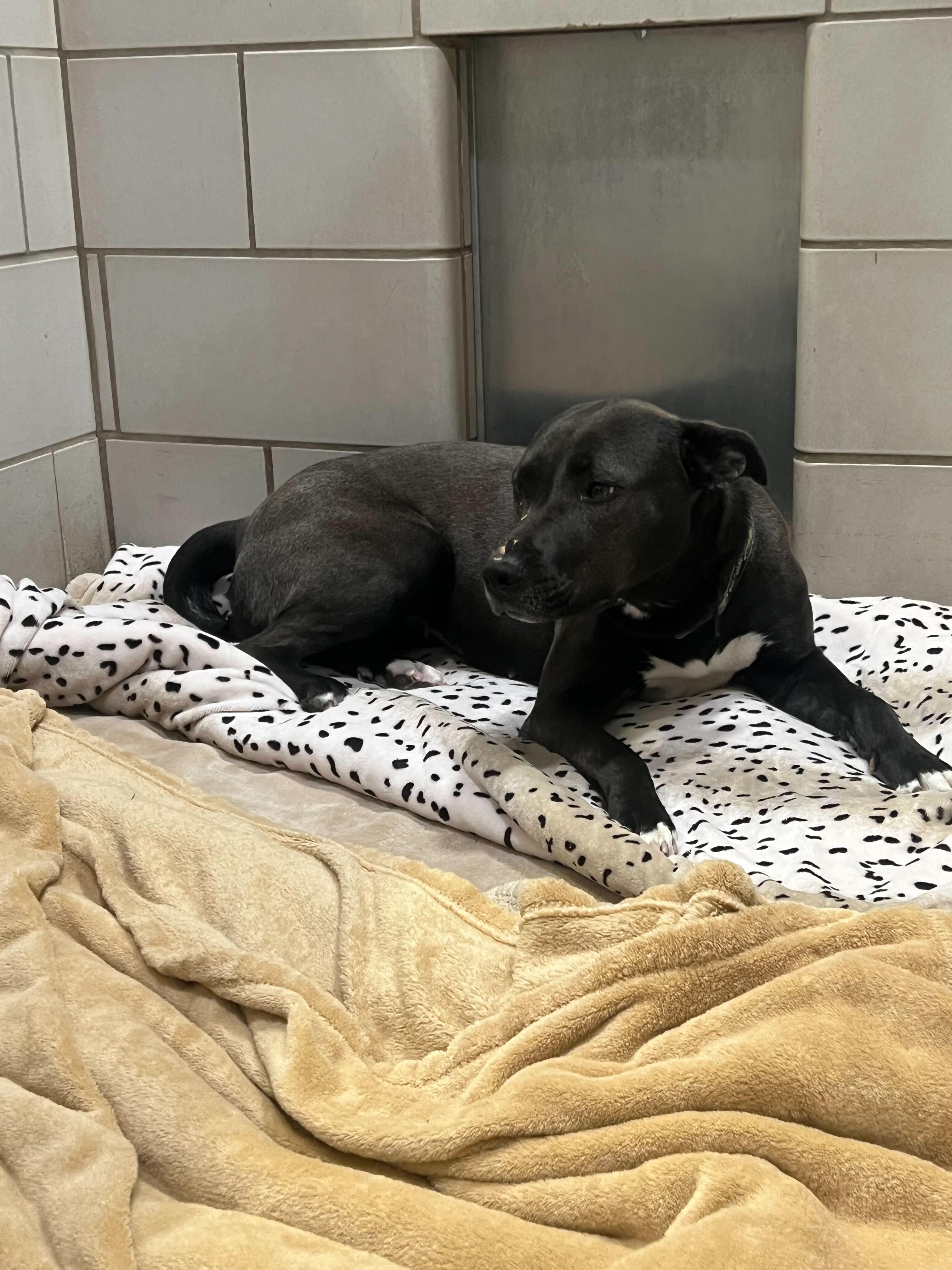 Nami, a ADOPTABLE mixed breed in Jackson, MI image 1/6