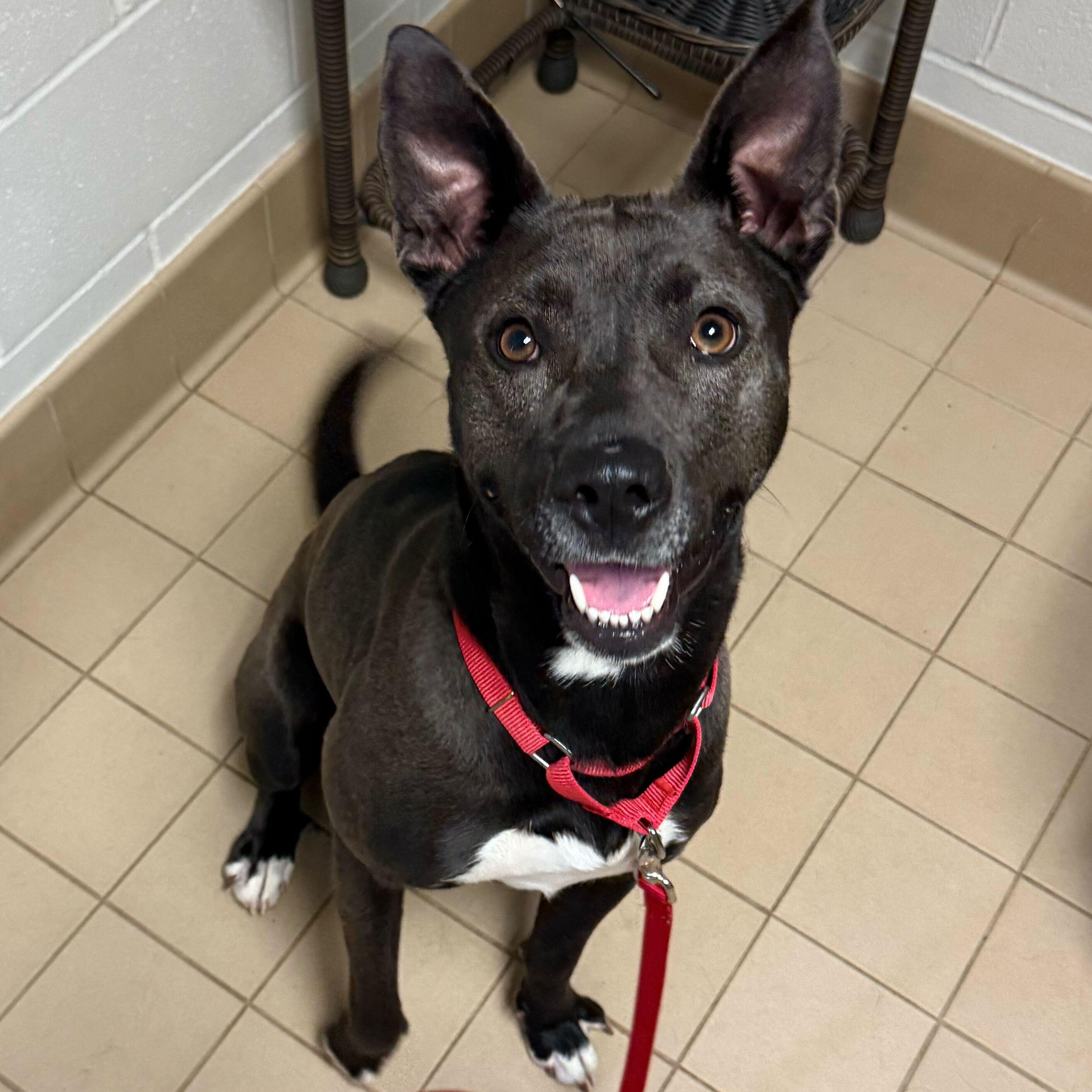 Nami, ADOPTABLE, Adult Female Black Labrador Retriever & Pit Bull Terrier.