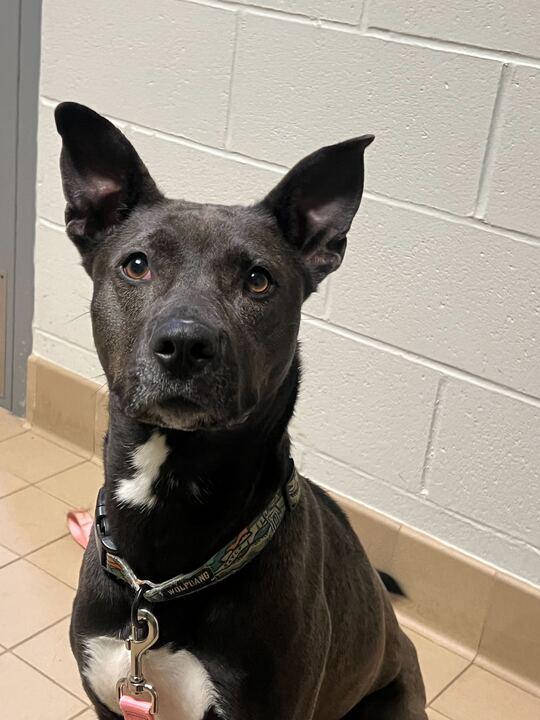 Nami, ADOPTABLE, Adult Female Black Labrador Retriever & Pit Bull Terrier.