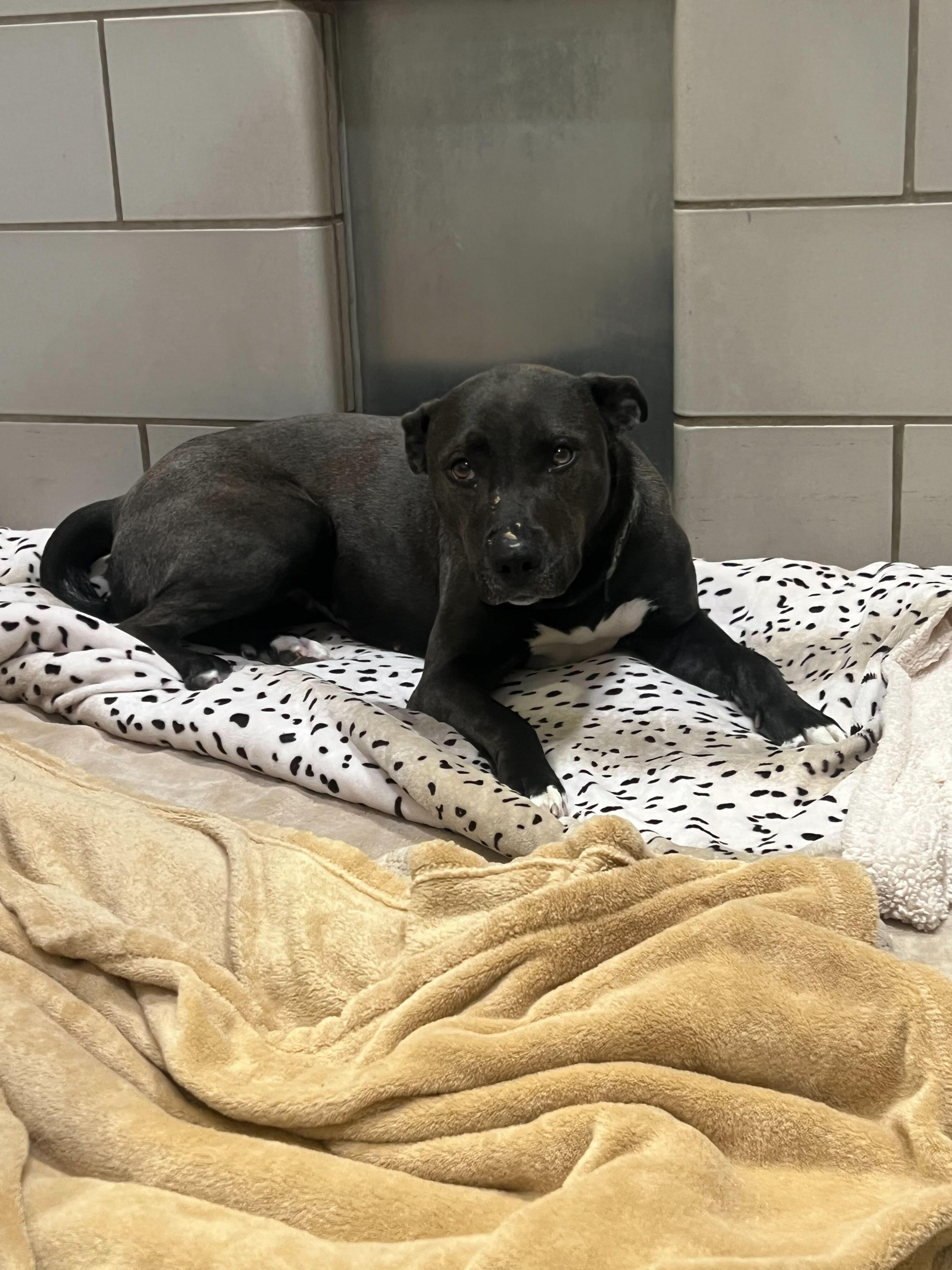 Nami, a ADOPTABLE mixed breed in Jackson, MI image 3/6