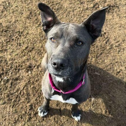 Nami, ADOPTABLE, Adult Female Black Labrador Retriever & Pit Bull Terrier.