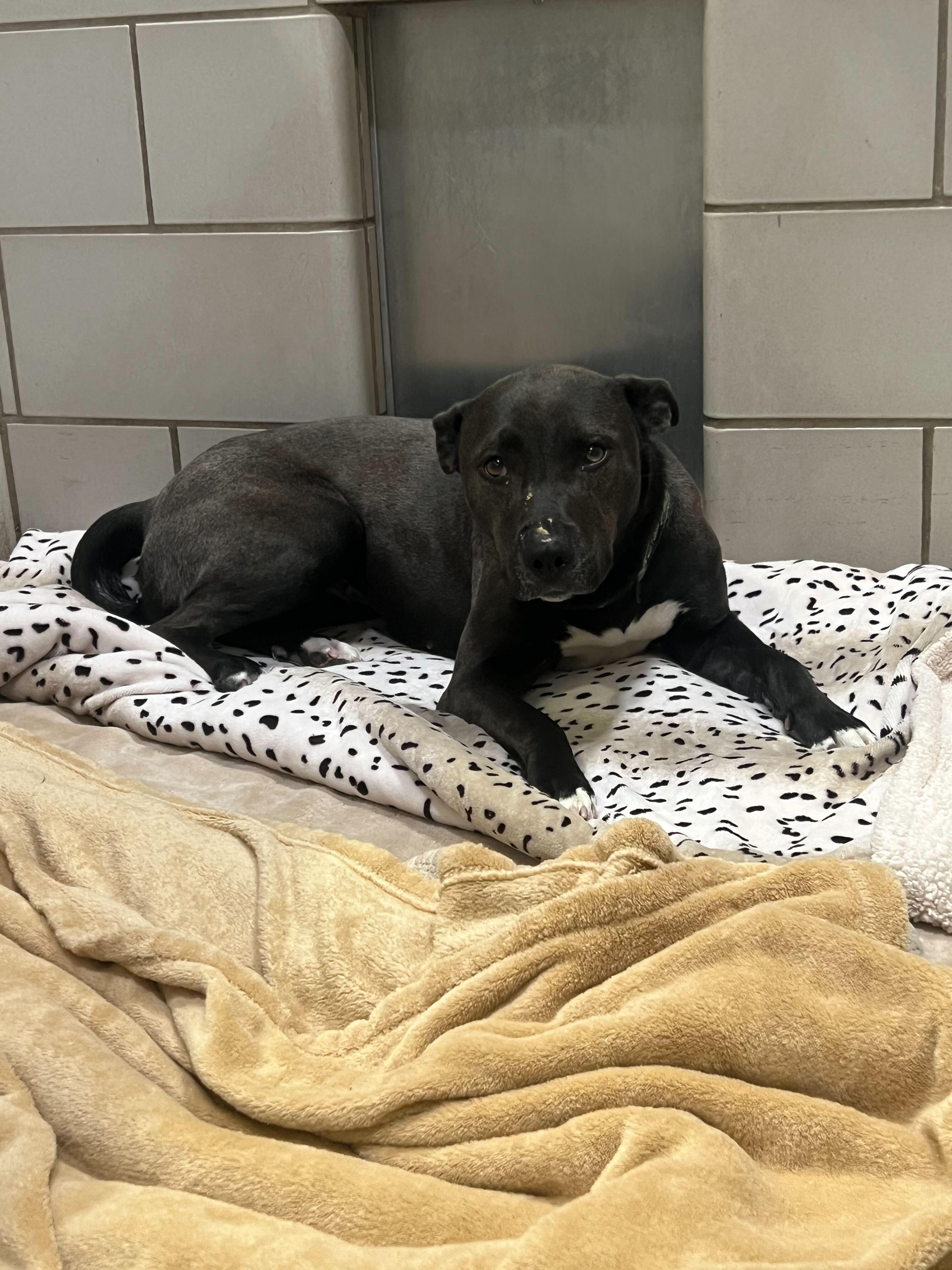 Nami, a ADOPTABLE mixed breed in Jackson, MI image 5/6