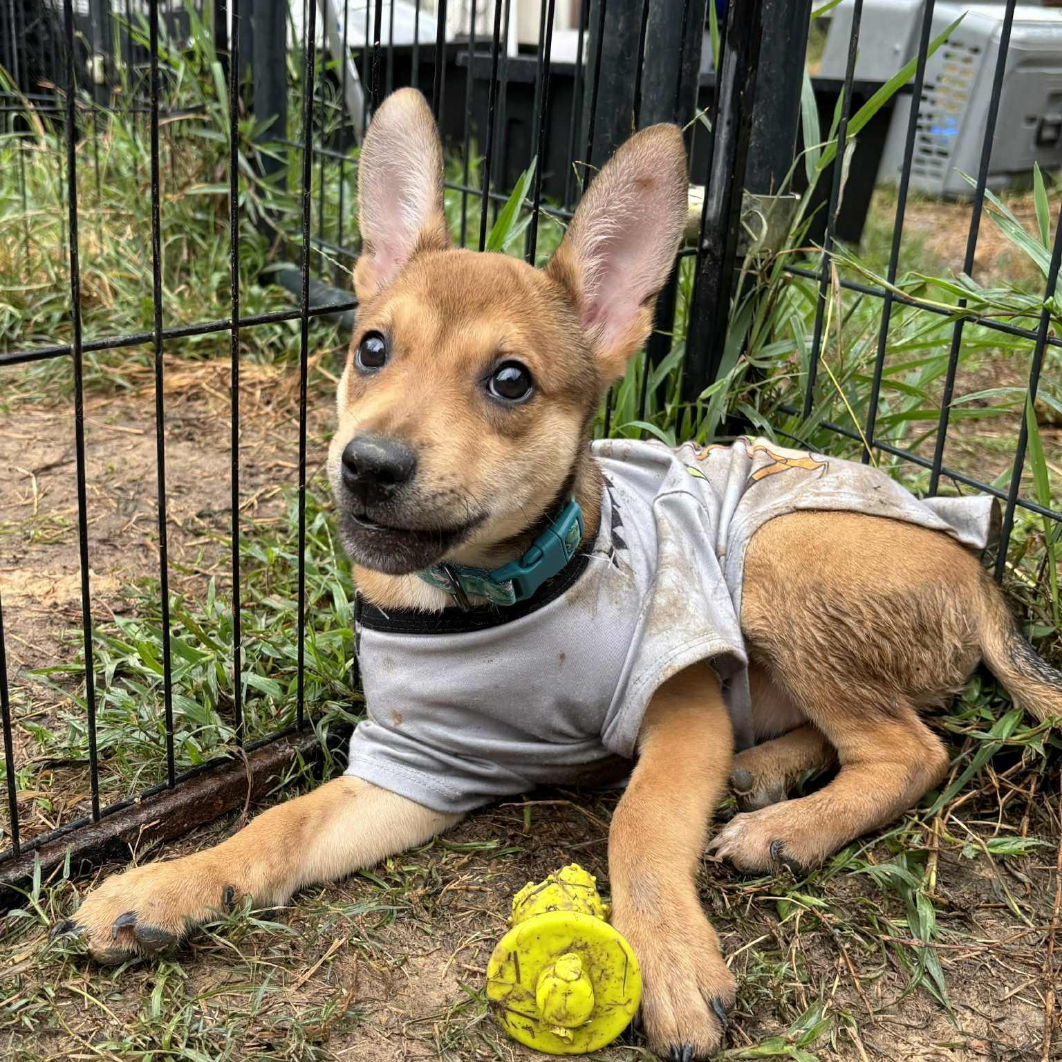 Amelia Rose, a Adoptable mixed breed in Jay, NY image 1/6