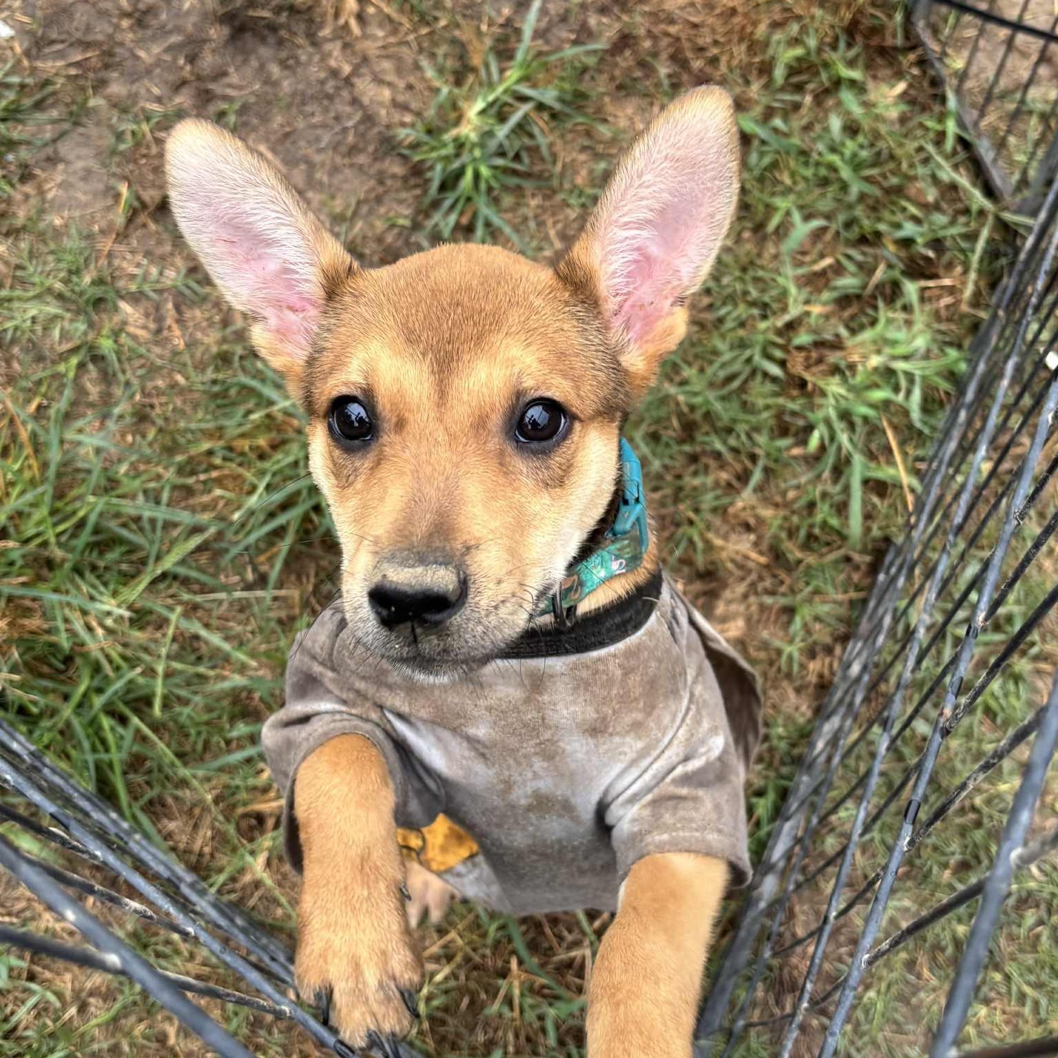 Amelia Rose, a Adoptable mixed breed in Jay, NY image 2/6