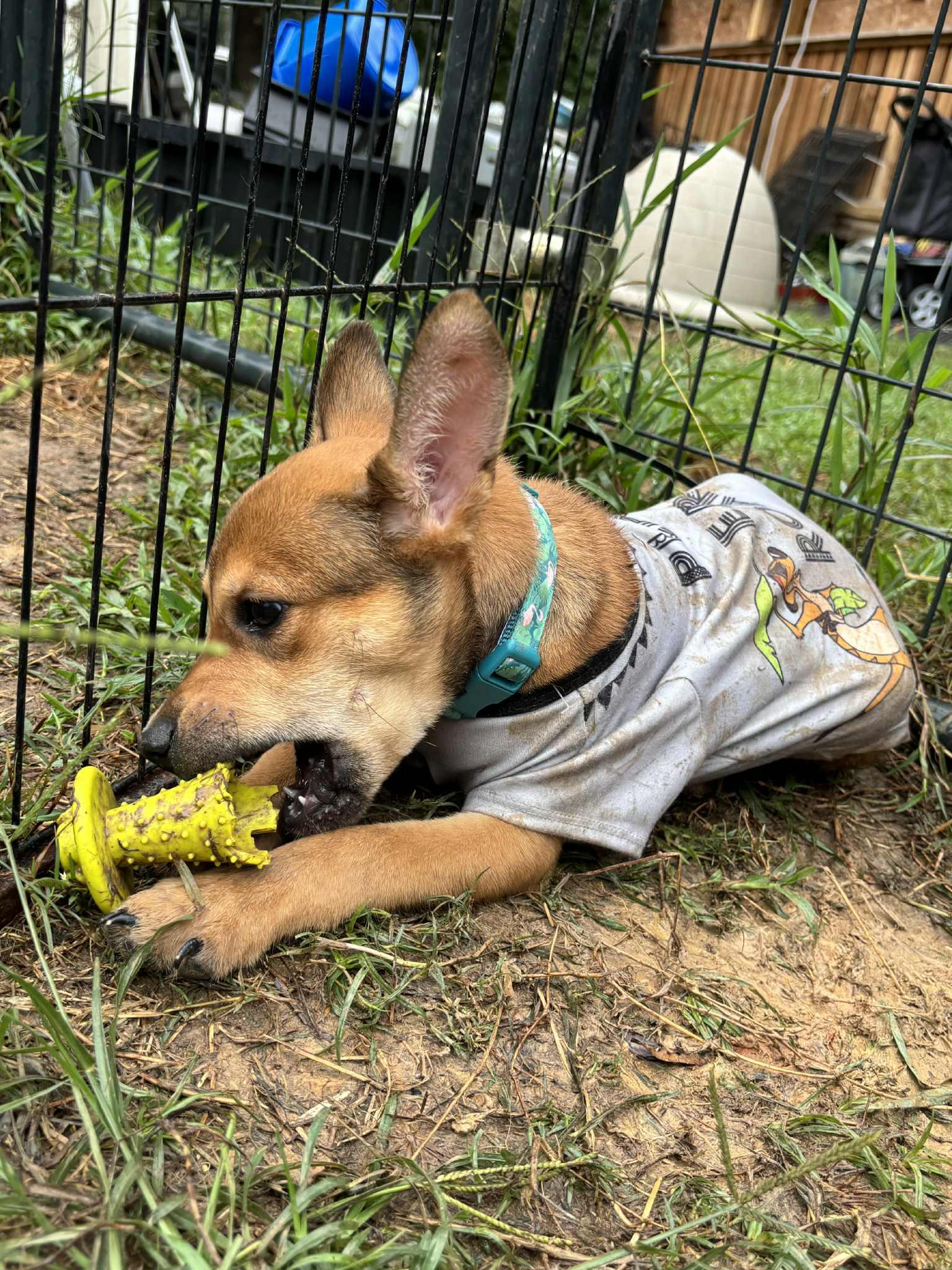 Amelia Rose, a Adoptable mixed breed in Jay, NY image 3/6