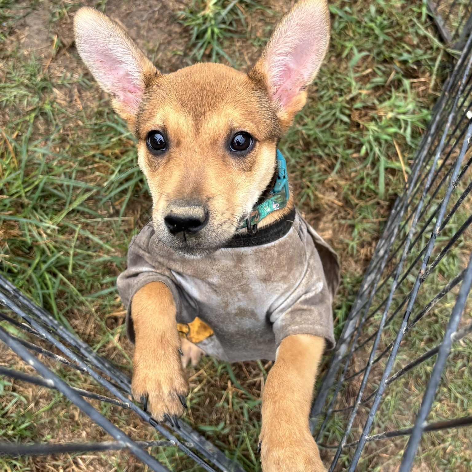 Amelia Rose, a Adoptable mixed breed in Jay, NY image 4/6