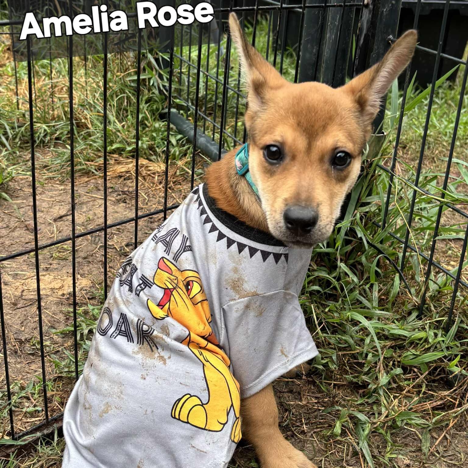 Amelia Rose, a Adoptable mixed breed in Jay, NY image 5/6