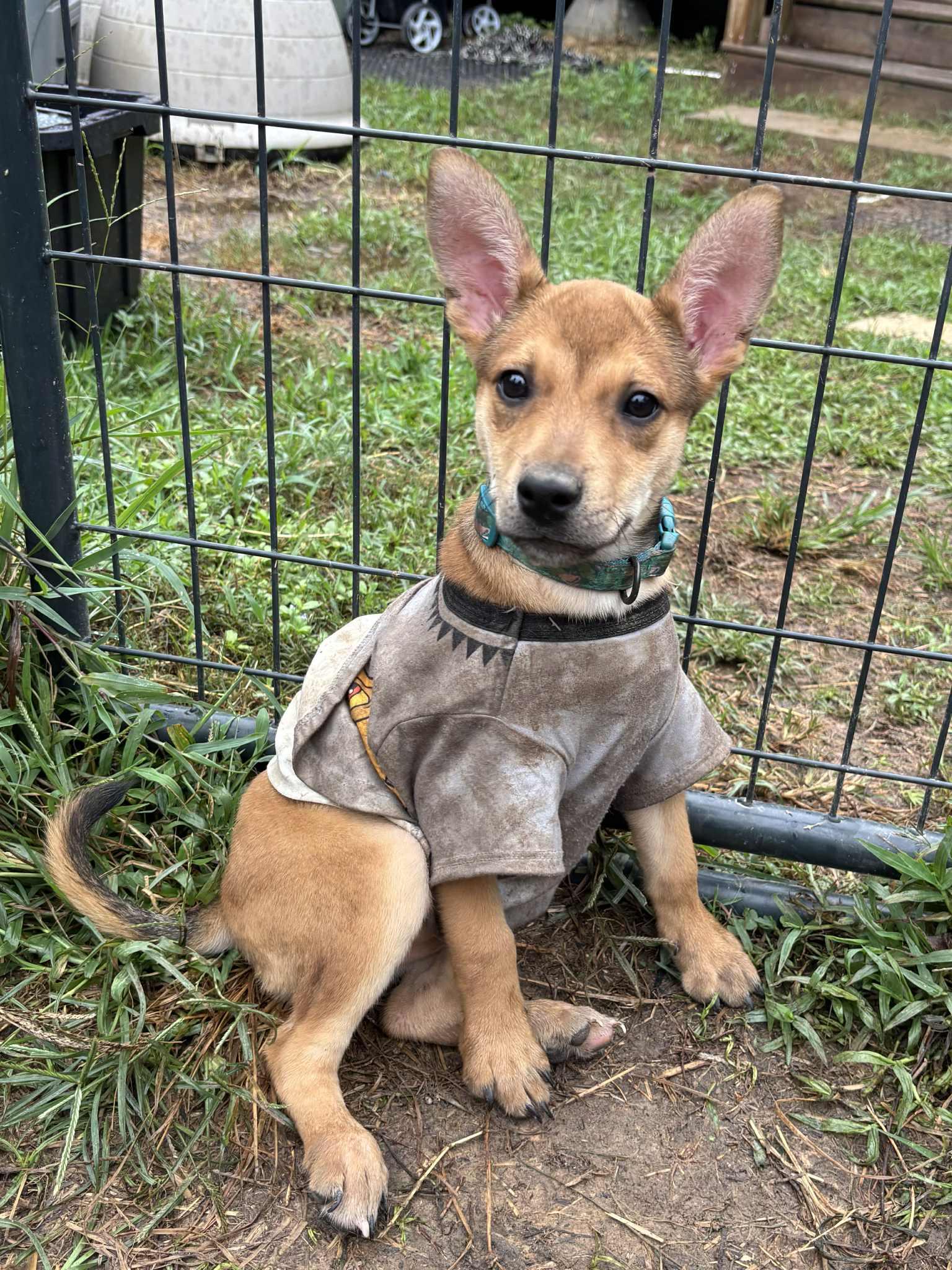 Amelia Rose, a Adoptable mixed breed in Jay, NY image 6/6