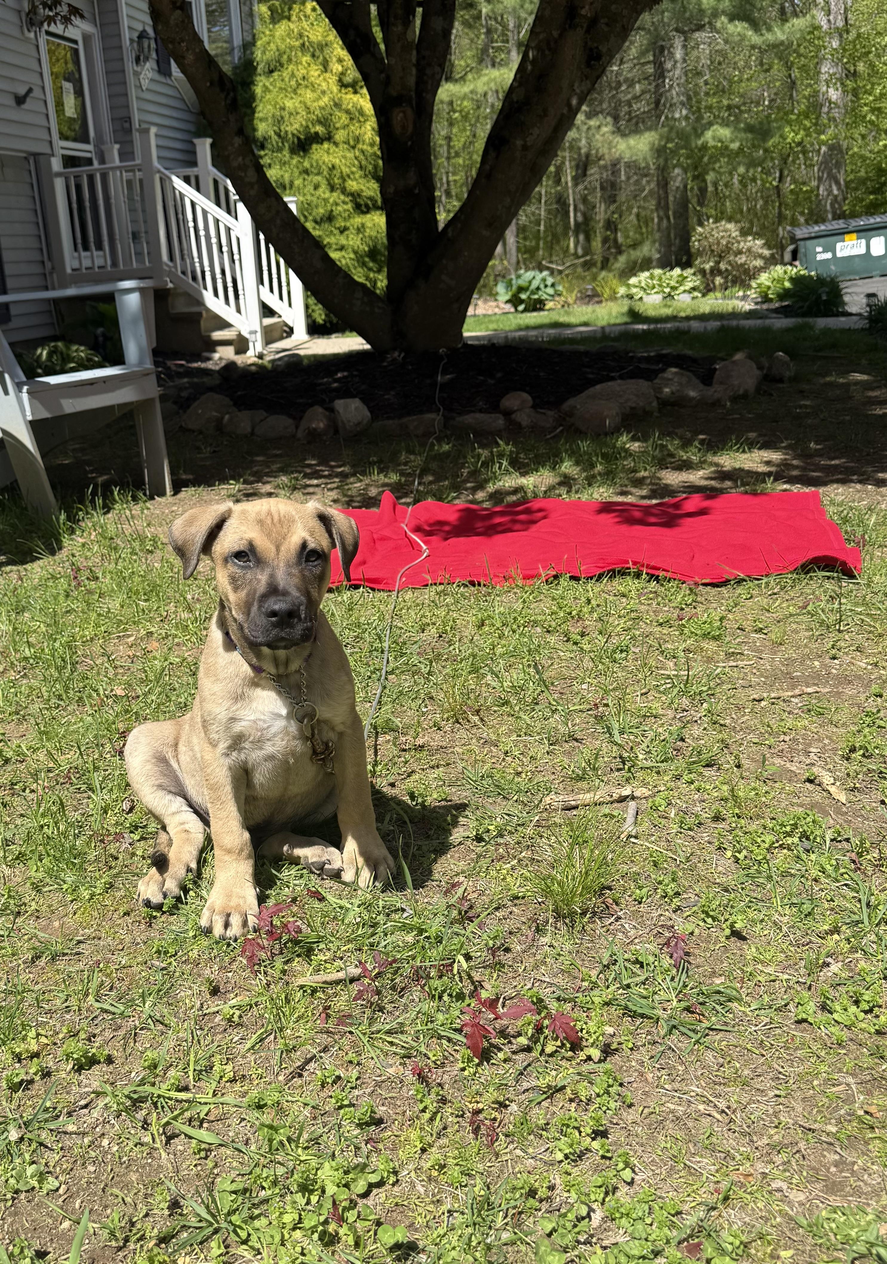 Kane, an adopted mixed breed in Douglas, MA image 6/6