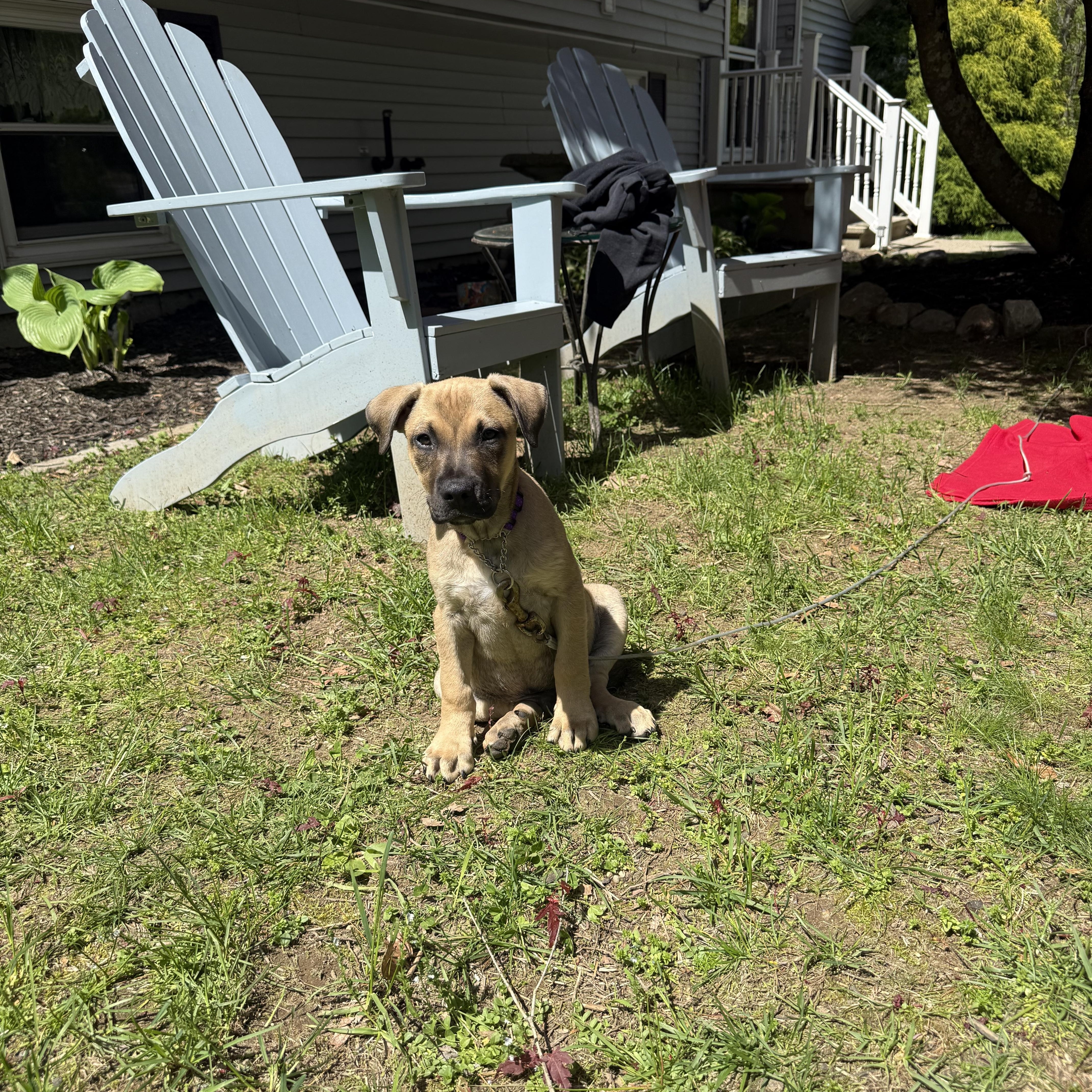 Kane, an adopted mixed breed in Douglas, MA image 1/6