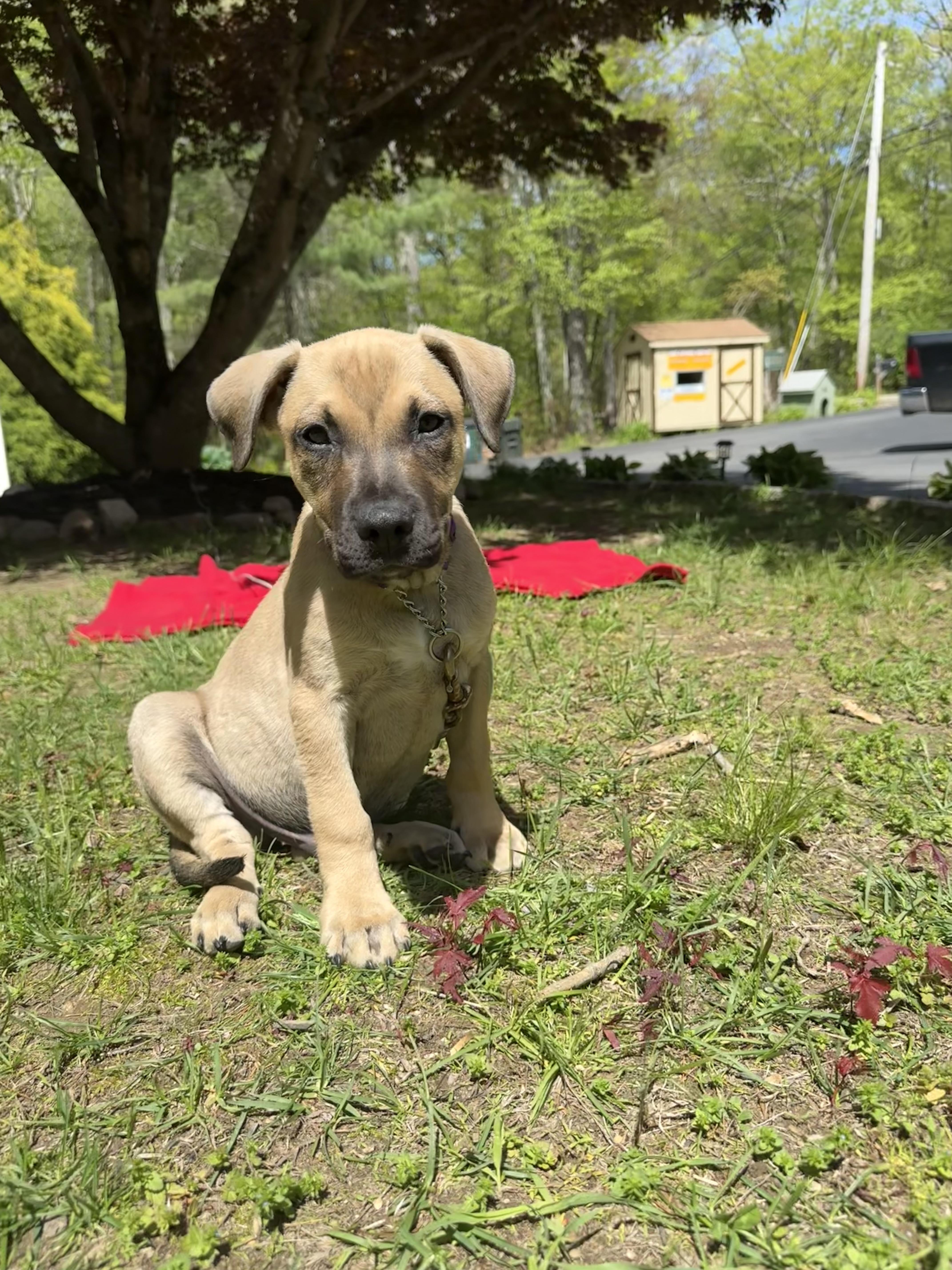 Kane, an adopted mixed breed in Douglas, MA image 5/6