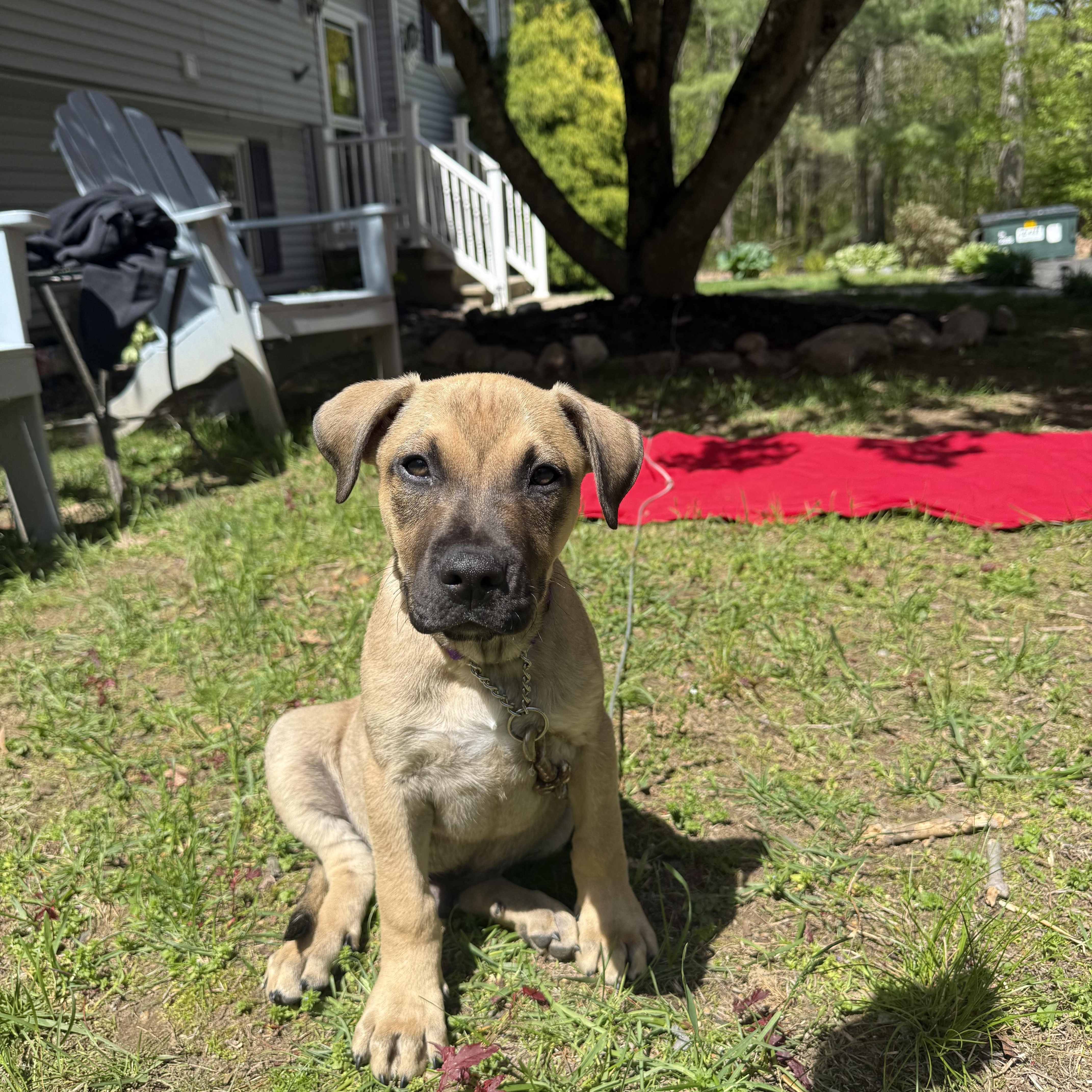 Kane, an adopted mixed breed in Douglas, MA image 4/6